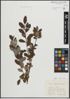 Foto von Salix atrocinerea Brot.